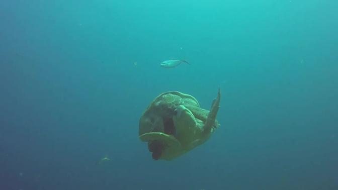 Loggerhead Sea Turtles - Mating.mp4