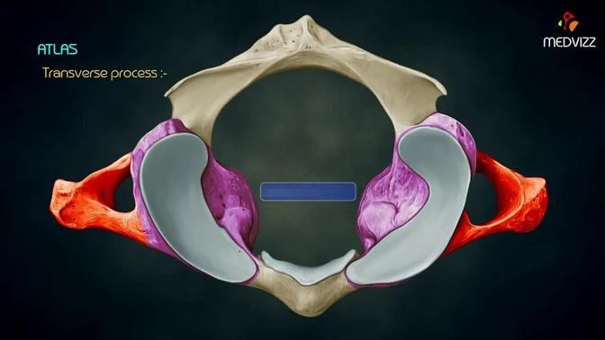 The atlas anatomy - first cervical vertebra,C1 - Head and Neck osteology