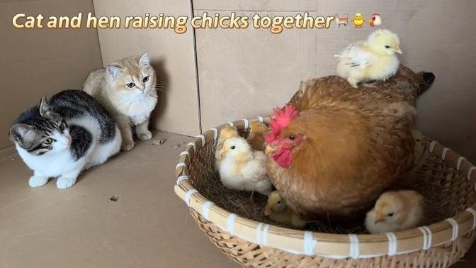 Kittens often help the hen raise the chicks.  cute cat and chick lifestyle🐥🐔🐈