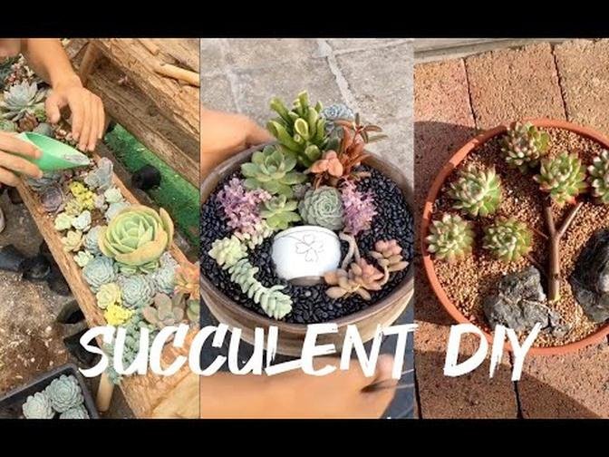 14 Succulent DIY ideas_ 14 Ý tưởng trang trí sen đá tuyệt đẹp _ 多肉植物_ 다육이들 _ Suculentas.