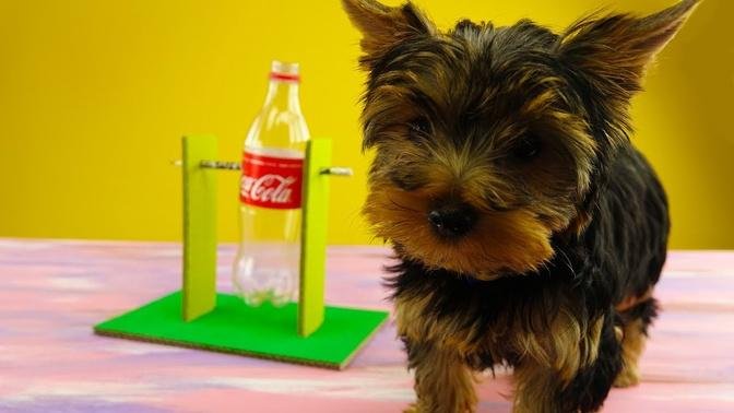 Amazing Dog Game from Coca Cola Bottle