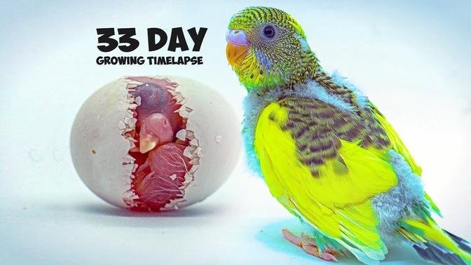Growing Budgerigar Babies | Growth Stages For 33 Days