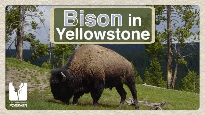 Discover Yellowstone: Bison in Yellowstone