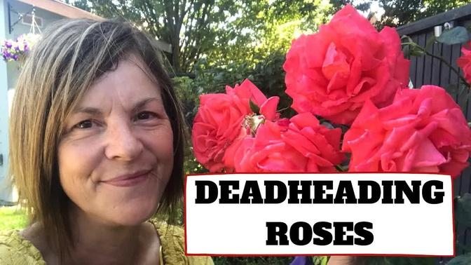 How To Deadhead Roses // Summer Rose Pruning For More Blooms