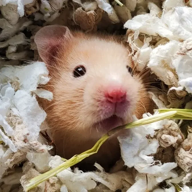 Pancake the Hamster