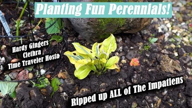 Planting Hardy Gingers & Perennials || Zingiber || Hosta || Clethra || Saturday Vlog