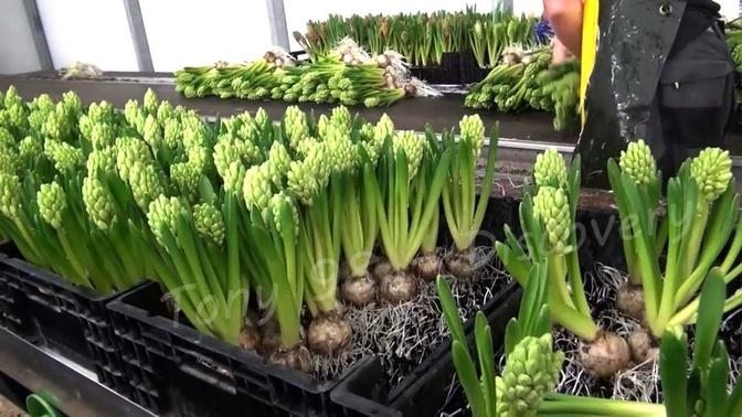 Netherlands Agriculture Technology - Cultivation Of Hyacinths In Greenhouse
