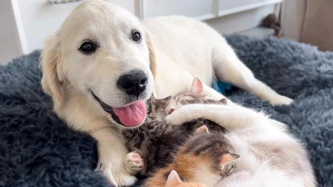 Tiny Puppy Thinks She is the "Baby Kitten" of a Mom Cat