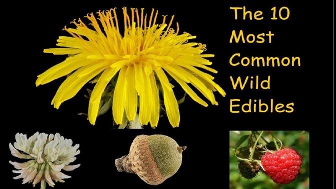 The 10 Most Common Wild Edibles