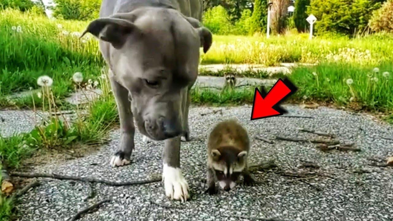 Baby raccoons adopted and raised by a dog now believe she is their mother