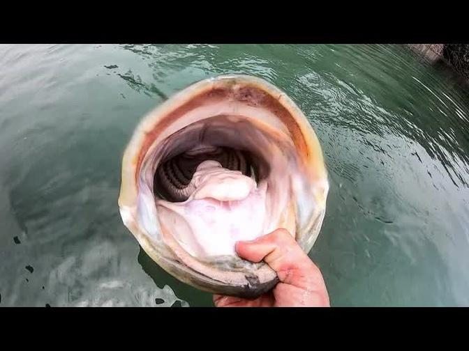 18 POUND BASS  in CLEAR WATER!