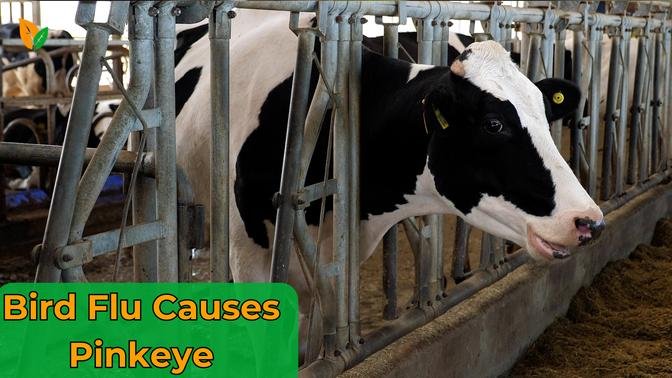 Dairy Worker Contracted Bird Flu Developed Pinkeye