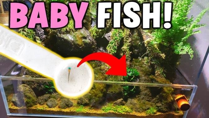 Finding SURPRISE BABY FISH In The AquaTerrarium!