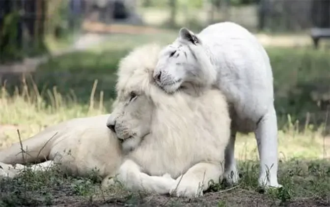 Life at the zoo | lion cubs grow up with an incredible sweet dad