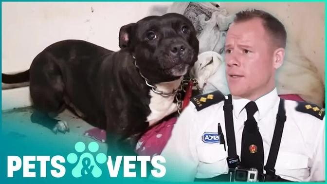 Tied Up Staffordshire Bull Terrier Saved Just In Time | The Dog Rescuers | Pets & Vets
