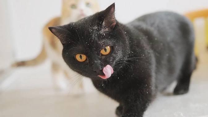 Naughty Cat Steal Food！Hands Up Little Thief🚨