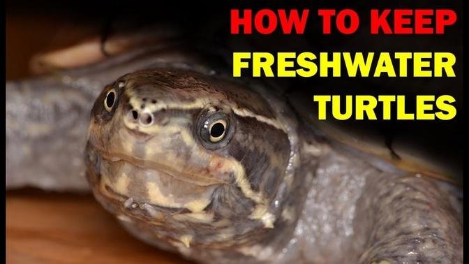 How to keep Freshwater Turtles (Weird and Wonderful Pets Episode 15 of 15)