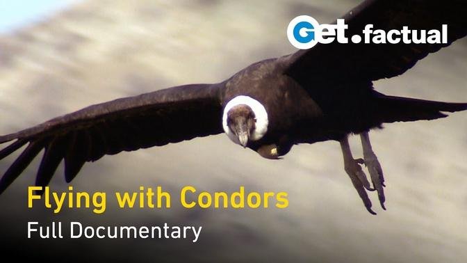 Flying With Condors - Full Documentary