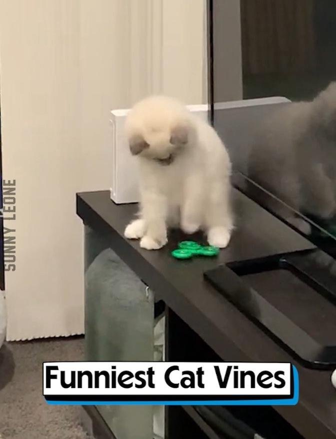 Funniest Cat Vines