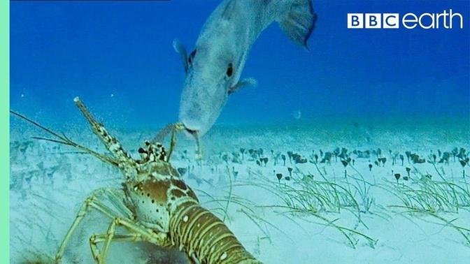 Lobsters vs Trigger Fish _ Trials Of Life _ BBC Earth