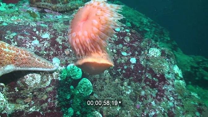 Swimming anemone stinging and escaping from leather starfish. Low res sample of HD stock footage.mp4