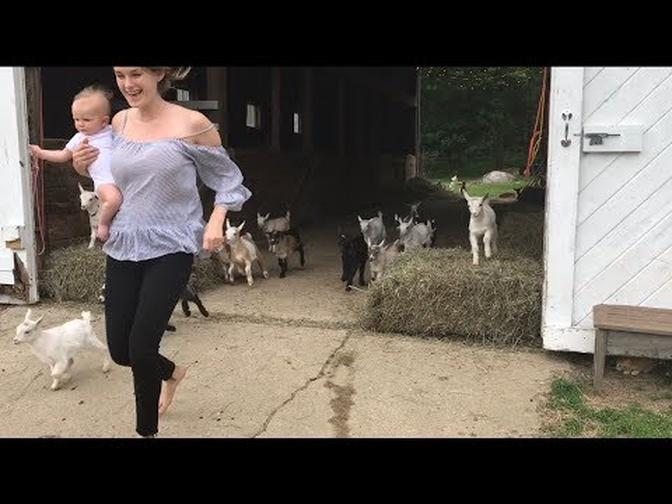 Running of the Goats 2018- 53 goat babies run to bed