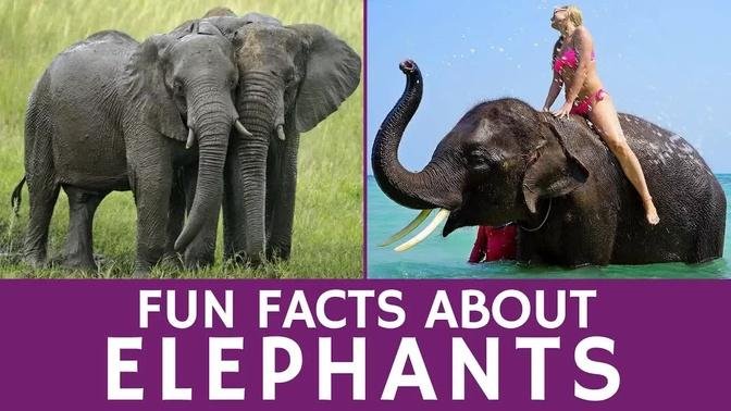 Interesting Facts about Elephants - African Animal Video for Educational Use
