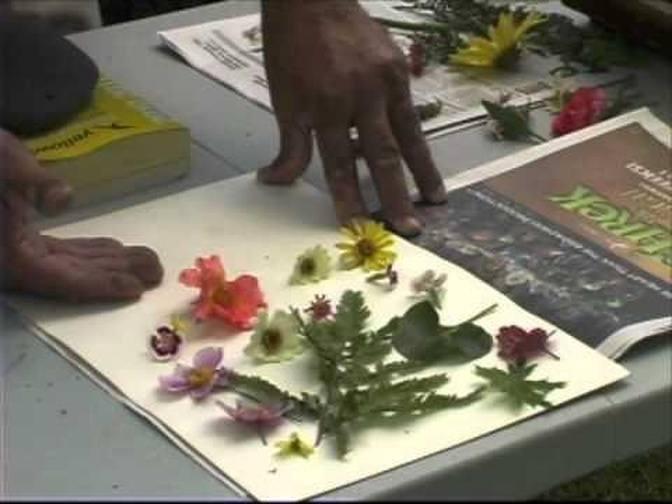 Pressing Plants - A Simple Way to Dry Flowers
