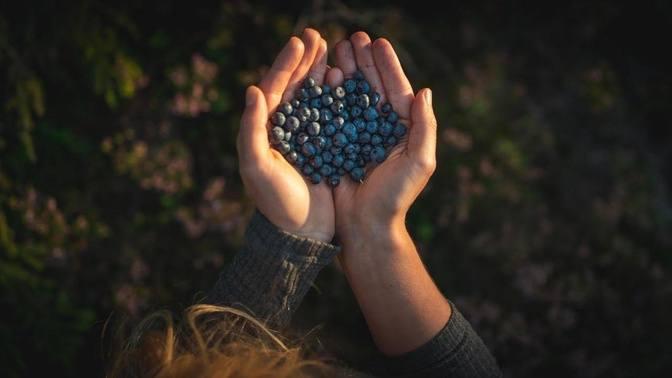 The Secret power of Wild Berries