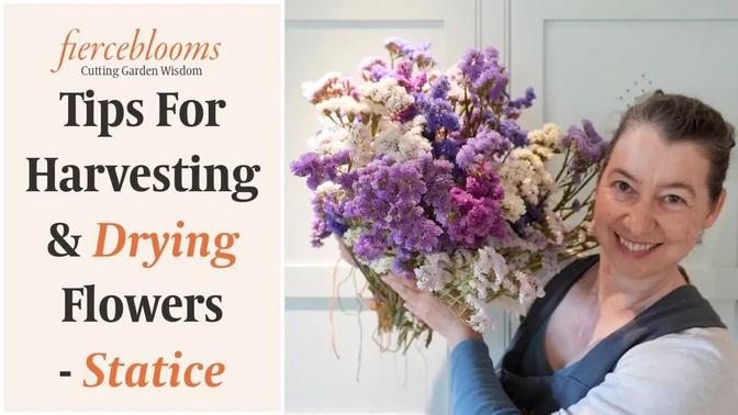 Tips For Harvesting & Drying Your Garden Grown Statice Flowers