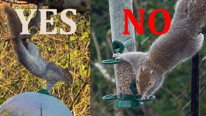 How to stop squirrels eating the bird food | Videos | A Day in Life