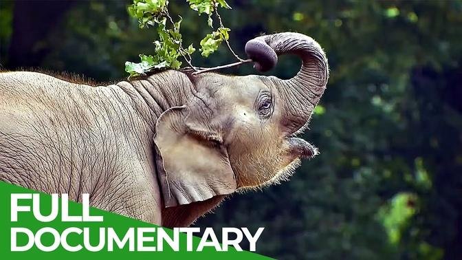 Baby Animals Discovering Their World _ Episode 12 _ Free Documentary Nature
