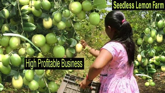 How To Start Seedless Lemon Farm Business - Start a Business with Small Capital Lemon Farming
