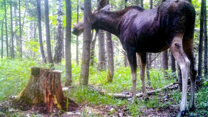 WILDLIFE_ How MOOSE LIVE in the FOREST_ 4 Seasons FULL DOCUMENTARY