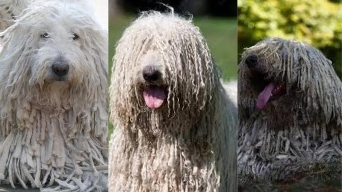 Komondor | Funny and Cute dog video compilation in 2022