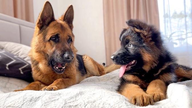 German Shepherd Confused by Meeting with German Shepherd Puppy