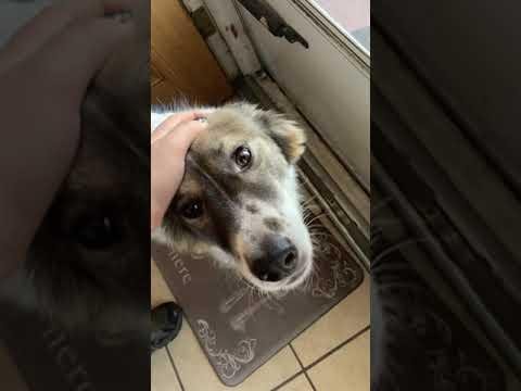 Mom Excited To See Missing Pup || ViralHog