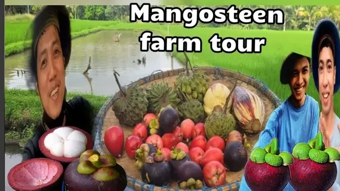 EP-514 MANGOSTEEN FARM TOUR PAGKUHA NG MGA PRUTAS SA BUKID