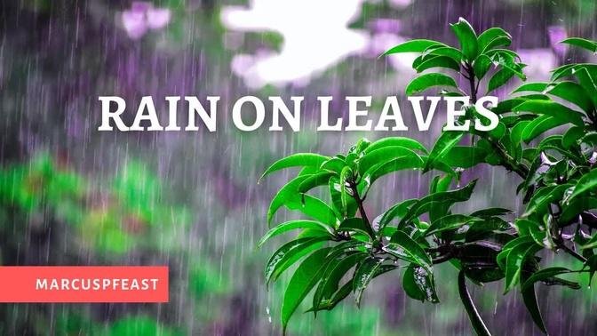 Rain On Leaves 