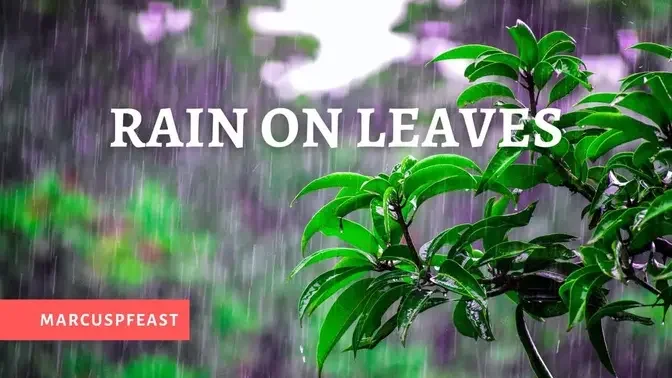Types of Rainfall | Beautiful Rain Video | Beautiful Rainfall | Amazing  rainfall | Rain on Leaves