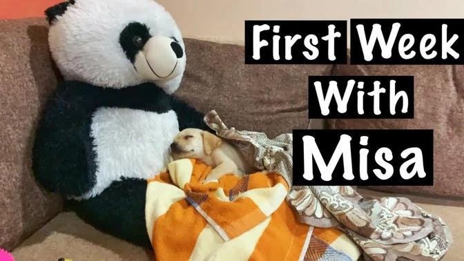 First Week Experience With Our New Puppy | Misa The Lab