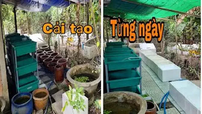 Cải tạo góc đam mê guppy từng chút một để có môi trường nuôi cá tốt nhất _ Đạt Tv