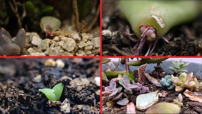 Succulent Propagation and Growth Time Lapse Compilation.mp