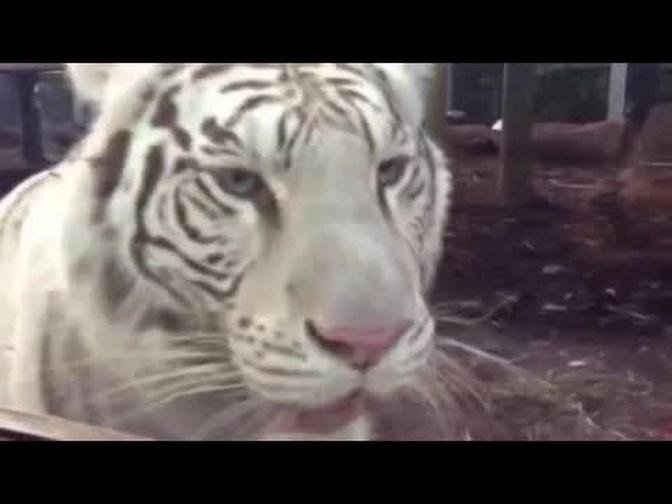 White Tiger in Miami Running with the Kids