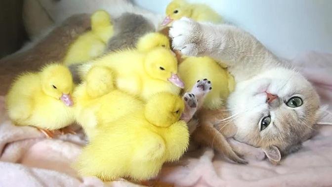 Ducklings jump into the nest and snuggle up mom cat, Ducklings and baby kittens live together