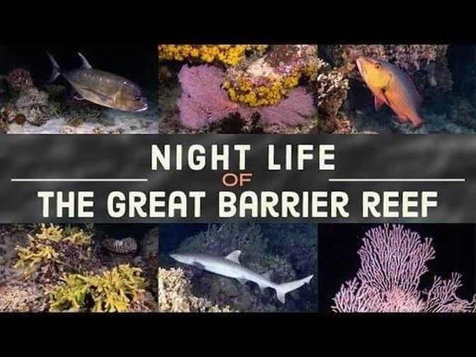 Great Barrier Reef at night is INSANE 4K Ultra HD video | Videos ...