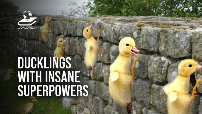 Ducklings With Insane Superpowers