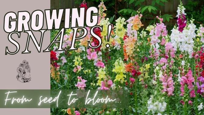 GROWING SNAPDRAGONS: How to Grow Snapdragon Seeds Start to Finish - Planting Snapdragon Flowers