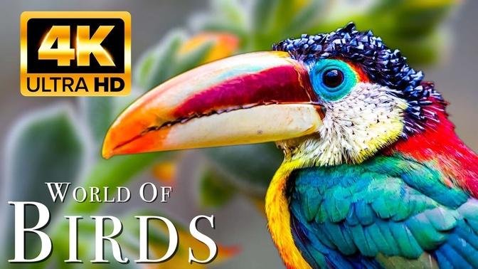 The World of BIRDS in 4K - Part 2 | The Healing Power Of Bird Sounds | Scenic Relaxation Film
