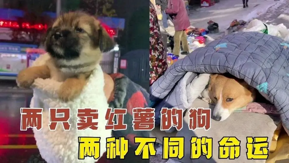 两只陪奶奶卖烤红薯的狗狗，两种截然不同的命运！ #宠物 #动物圈 #汪星人 #狗狗